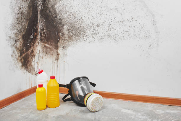 Attic Mold Removal in Jeffersonville, IN