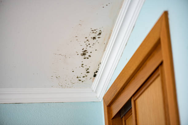 Best Fast Mold Removal  in Jeffersonville, IN