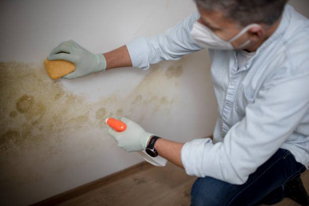 Best Residential Mold Removal  in Jeffersonville, IN