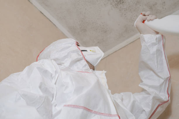 Reliable Jeffersonville, IN Mold Removal Solutions
