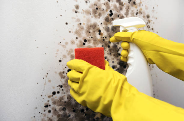 Best Mold Removal Company Near Me  in Jeffersonville, IN