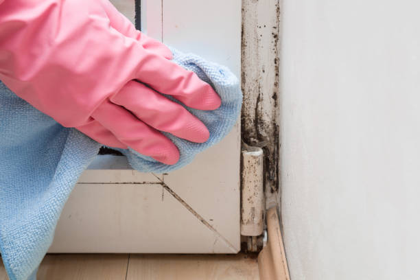 Best Toxic Mold Removal  in Jeffersonville, IN